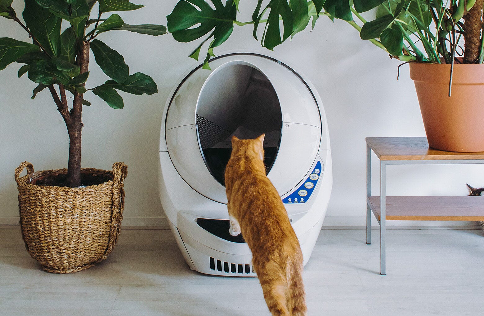 Litter-Robot Top-Rated Self-Cleaning Litter Box for Cats