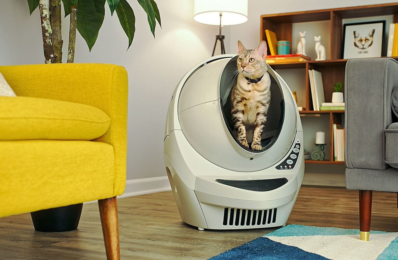 Litter Robot Best Multi Cat Automatic Litter Box Litter-Robot Connect