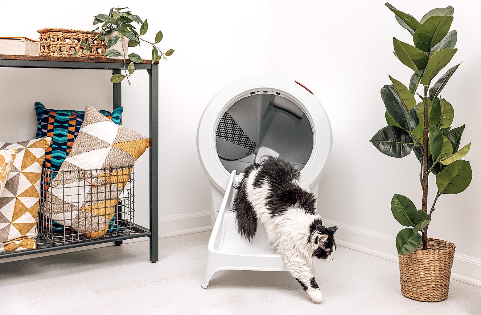 Litter-Robot Ramp Reconditioned at a Lower Price