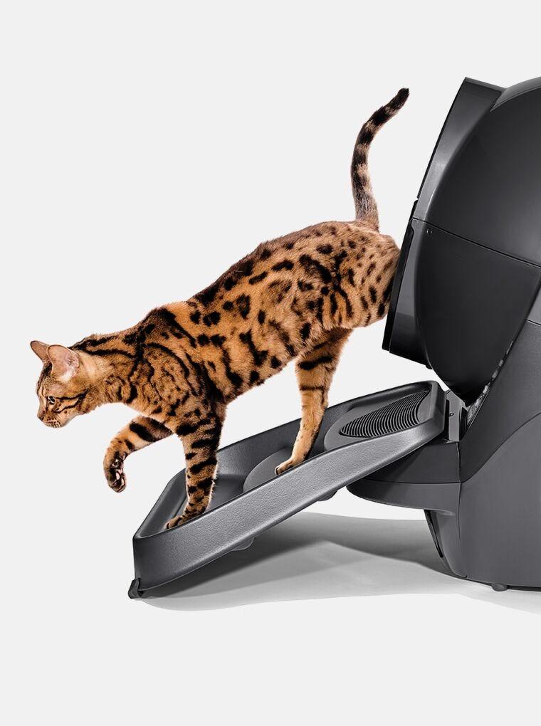 Kitty box ramp top