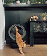 Litter-Robot 5 Pro orange tabby cat
 thumbnail