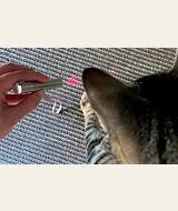 Cat attempting to touch the red laser light with its paw thumbnail