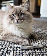 Rechargeable Laser pointer by Whisker with Tank the Siberian thumbnail