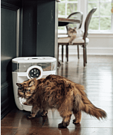 White Feeder-Robot automatic pet feeder and cat eating thumbnail