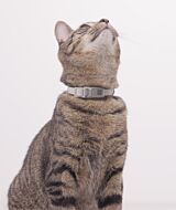 Cat using PetTag and cat collar thumbnail
