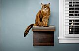 Brown cat sitting on a cat shelf Thumbnail