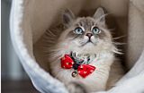 Grey cat with a red bow looking out from inside a corduroy cat tunnel Thumbnail