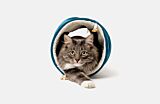 Grey cat laying in a blue corduroy cat tunnel Thumbnail