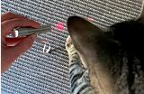 Cat attempting to touch the red laser light with its paw Thumbnail