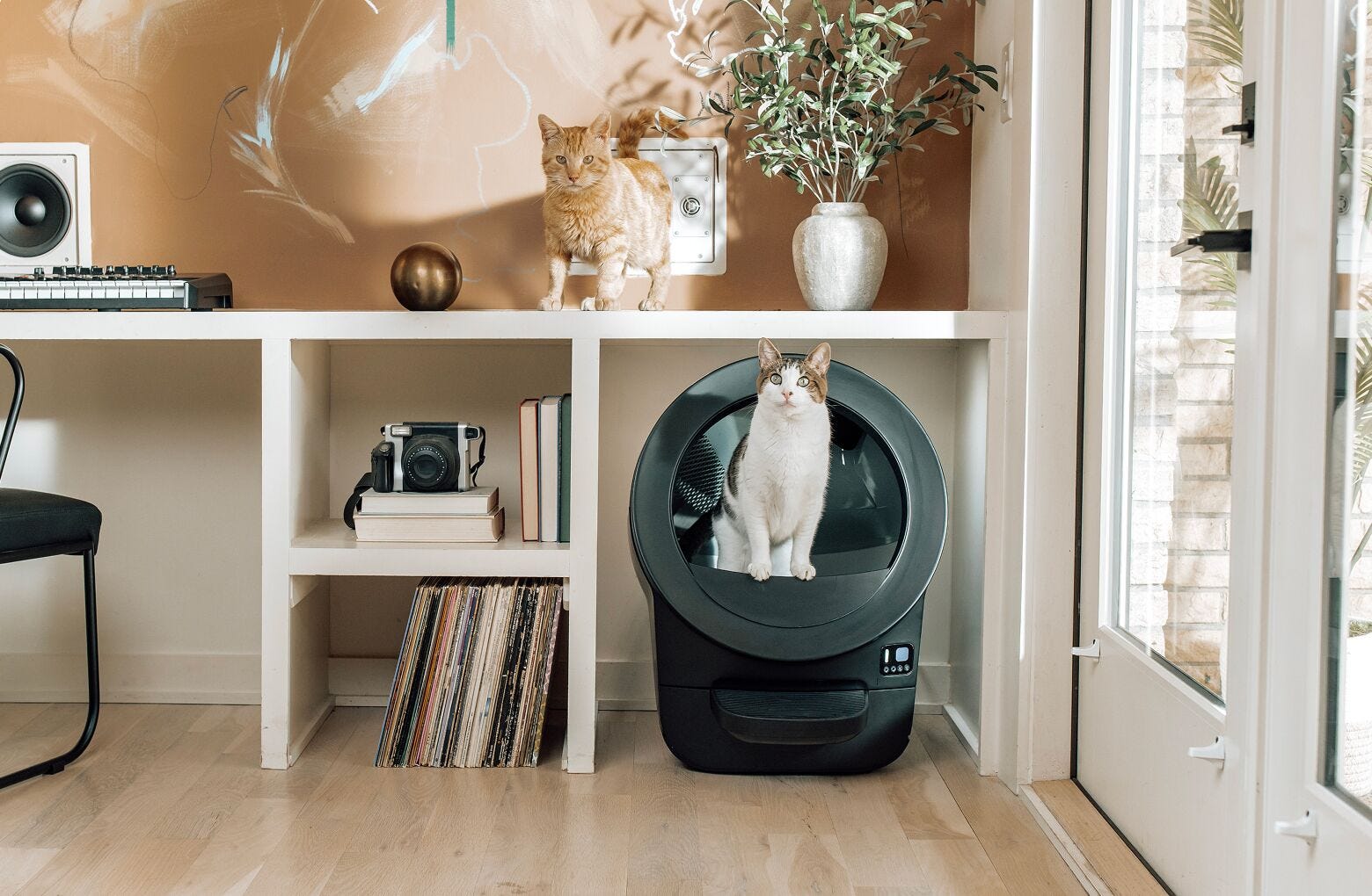 Siberian cat inside Litter-Robot 4