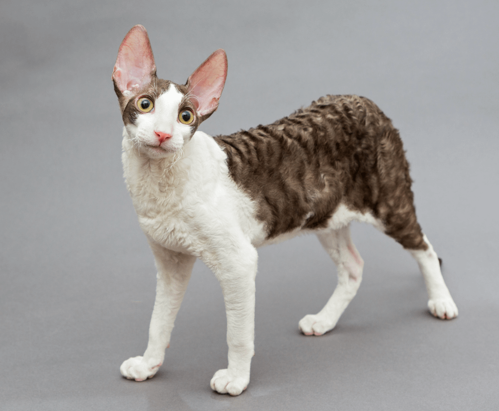 Cornish Rex Cat Breed Profile Litter Robot