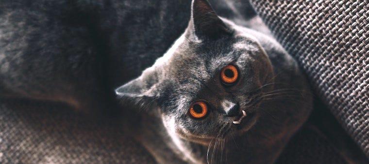How To Brush Your Cat's Teeth
