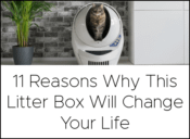 11 reasons why