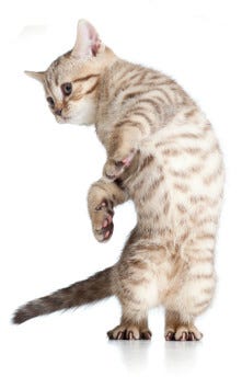 Cat Patterns Litter Robot Blog