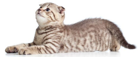 Looking Litter Robot