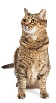 Tipped Ear Litter Robot Blog