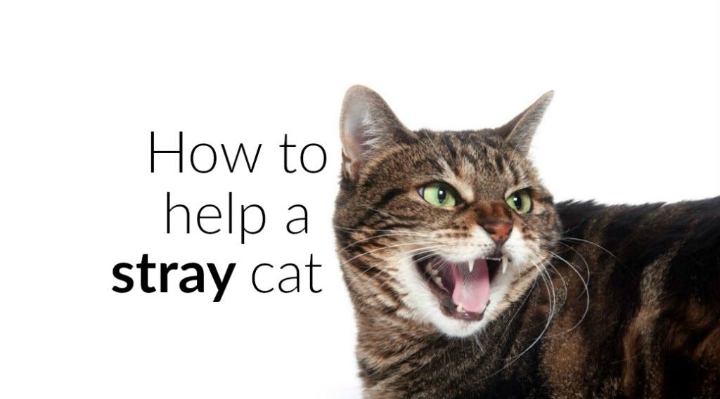 Stray Litter Robot Blog