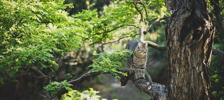 Easy Ways To Reduce Your Pet's Carbon Footprint