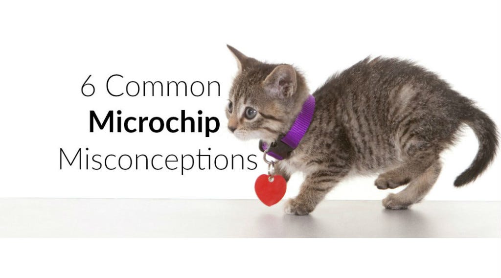 Common Microchip Litter Robot BlogB