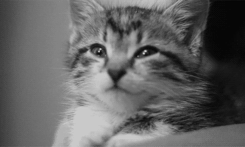 Kitten Slow Blink BW