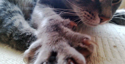 cat claw