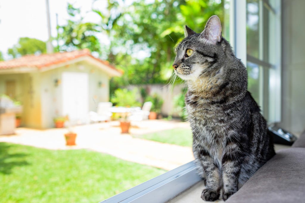 Cat looking out over backyard