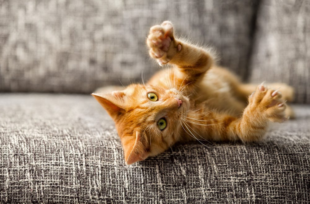 Kitty alone during vacation