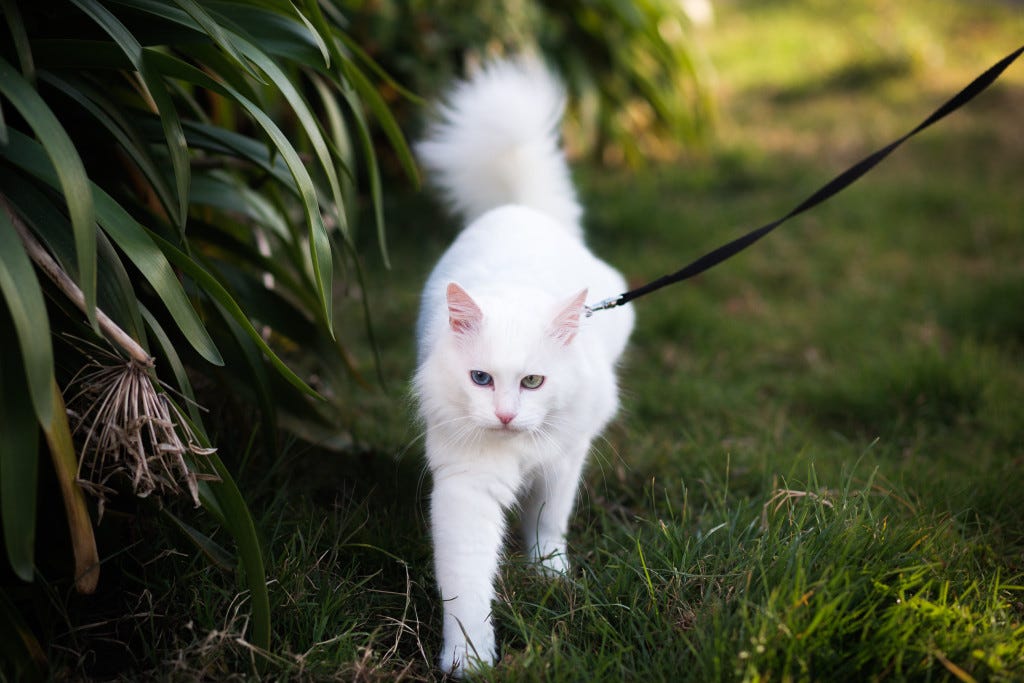 cat on walk