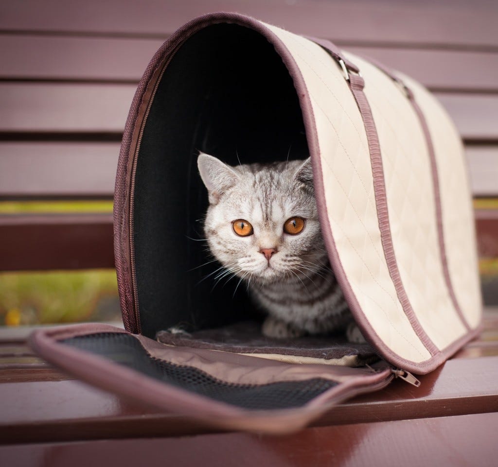 cat peeking out of carrier cropped