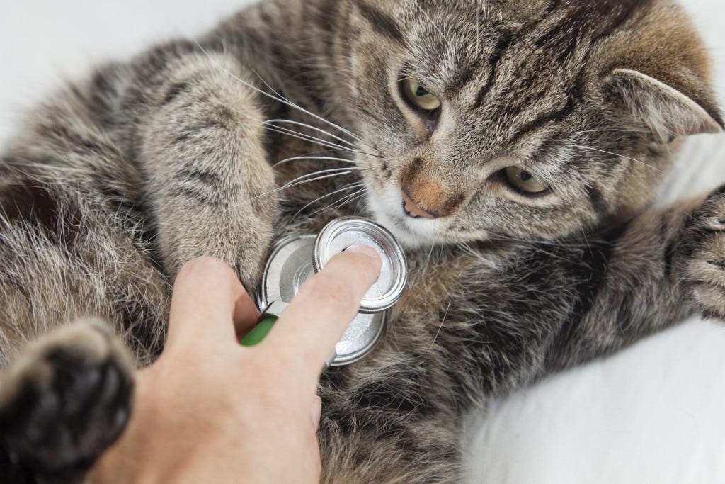 header image_take-your-cat-to-the-vet