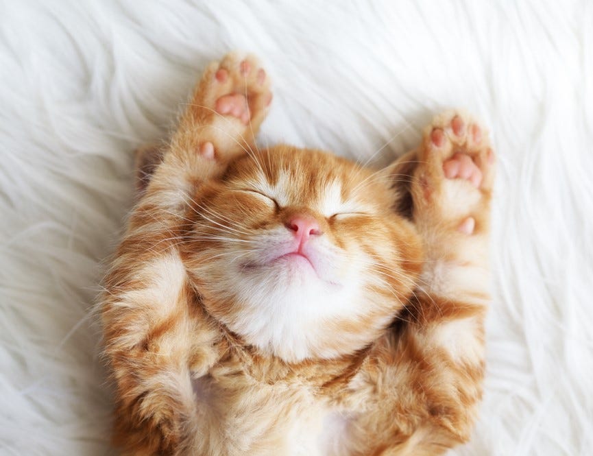 Cute little red kitten sleeps on fur white blanket
