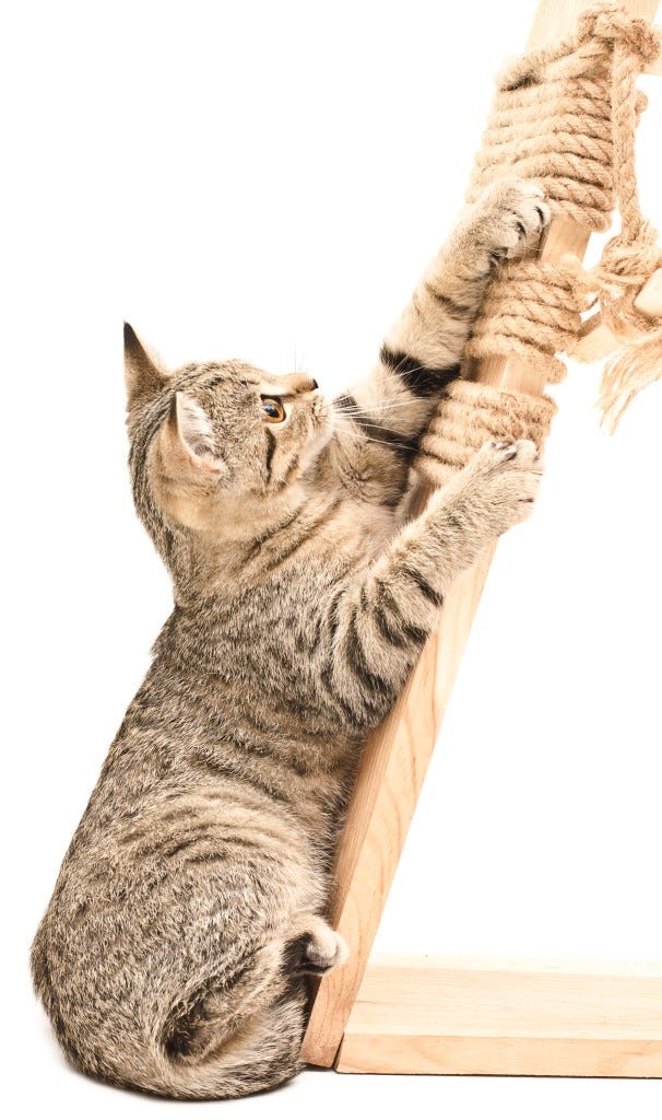 shutterstock_238041685 cropped