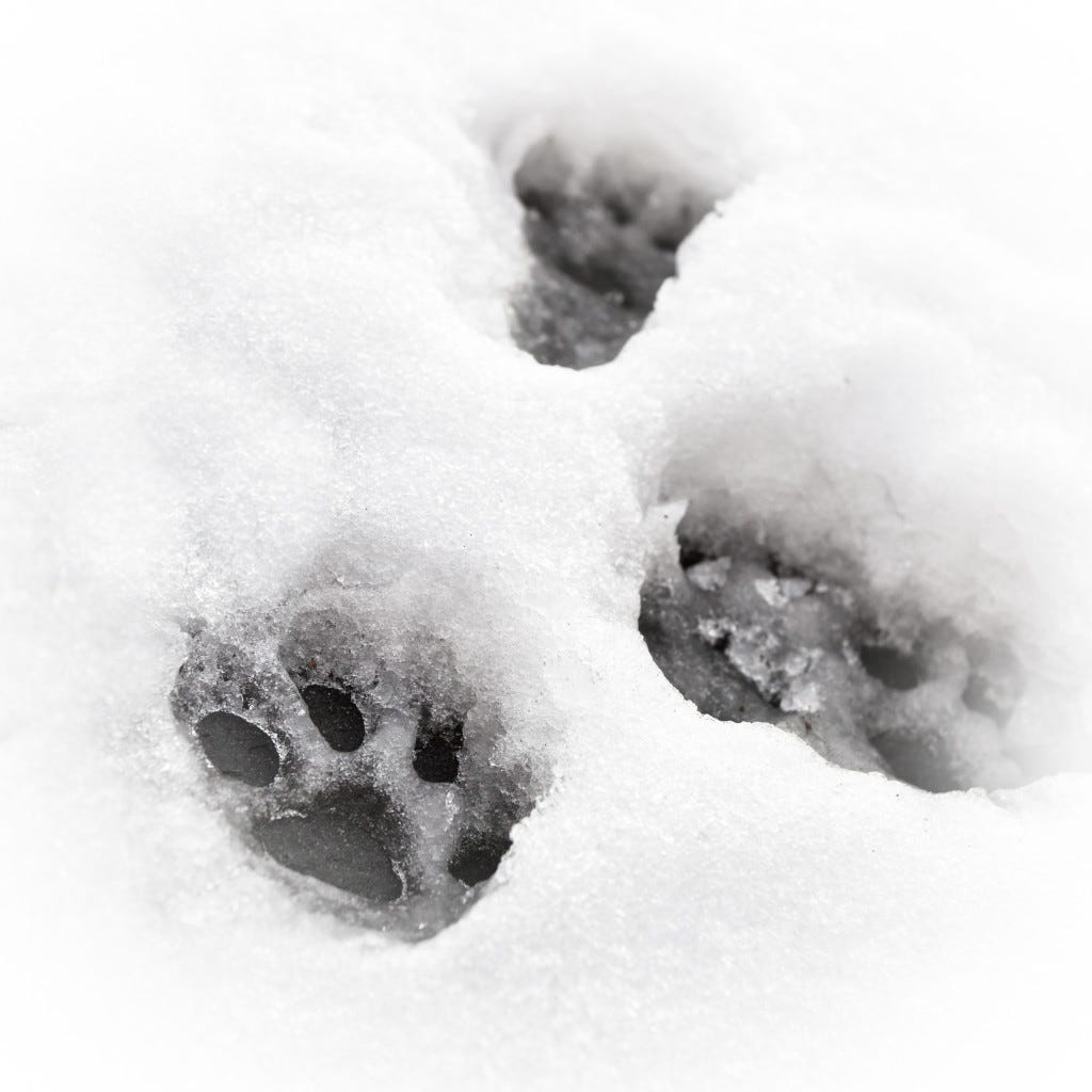 frozen cat paw prints