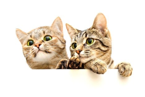 two cats peeking over white wall with only heads visible