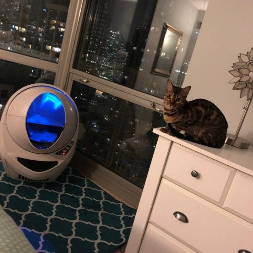 Traveling with Cats - cat in hotel room
