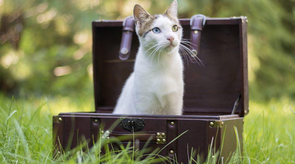 Traveling with Cats: Litter box solutions for cats on the go