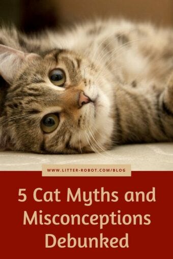 Cat Myths Cat Myths