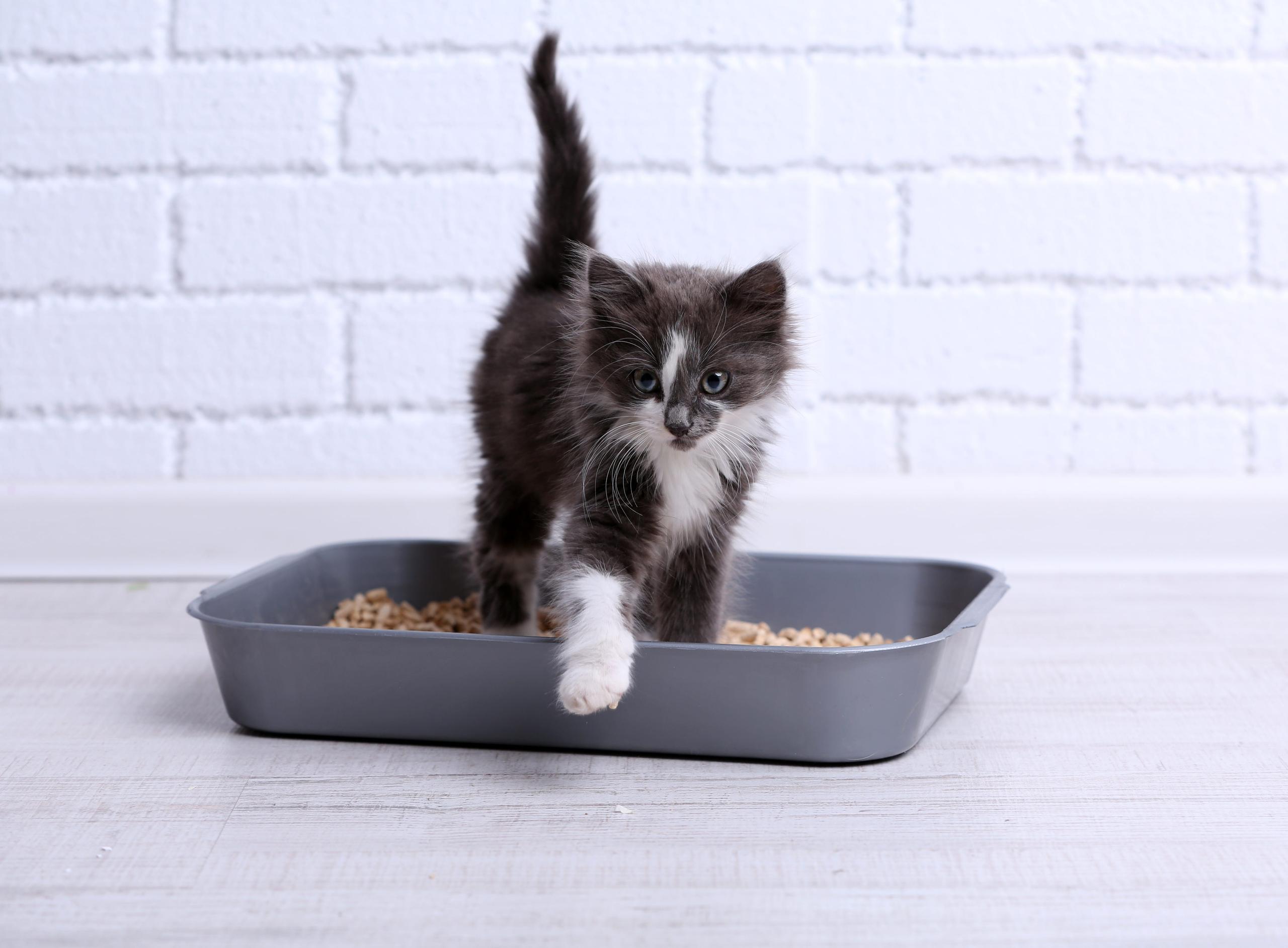 Scented vs. Unscented Cat Litter: What Does the Research Say?