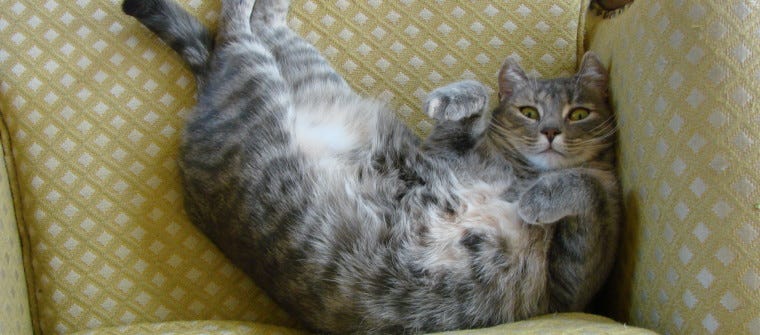 How to Train Your Cat to Sit and More