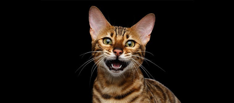 A Cat's Ears And Hearing