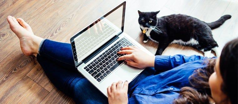 Cat Pregnancy: What To Expect When Your Cat Is Expecting