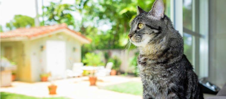 Pet Fire Safety