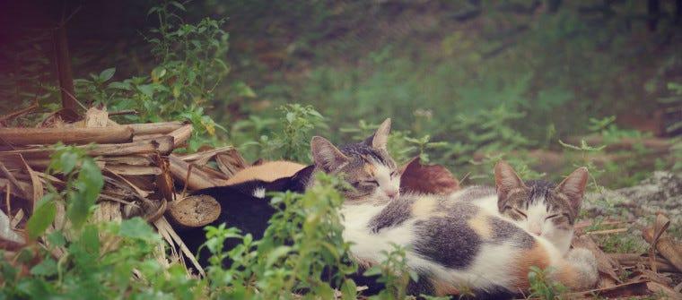 How to Help your Neighborhood's Feral Cats
