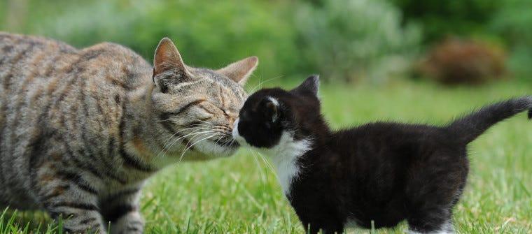 ﻿5 Steps to Introducing Your New Kitten to Your Resident Cat