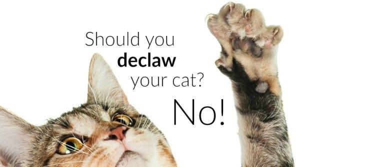 Cat not using litter box after declaw best sale