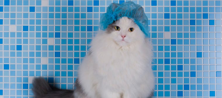 Guests Allergic to Cats? 6 Tips for a More Comfortable Visit