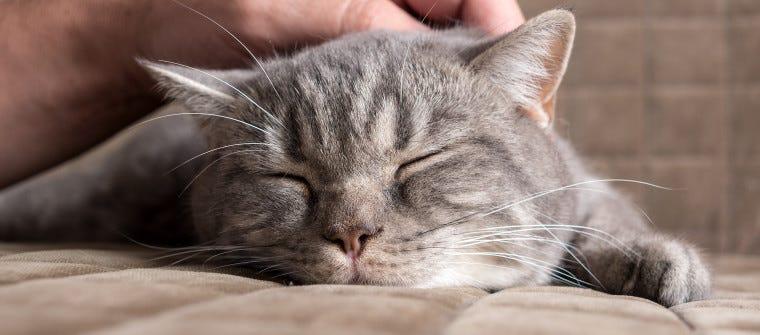 Why Do Cats Purr?