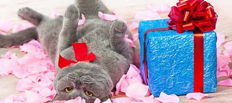 How to Throw a Party for Your Cat