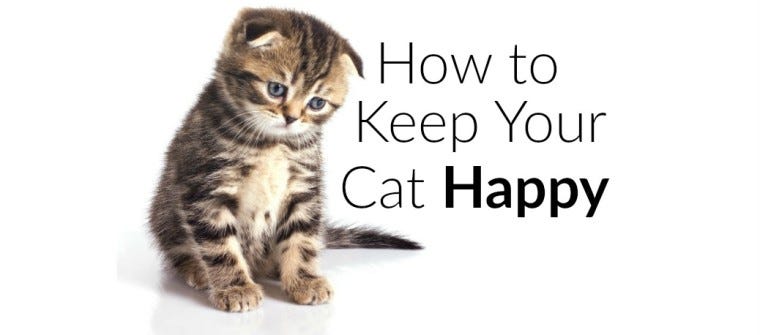 How to Keep Your Cat Happy