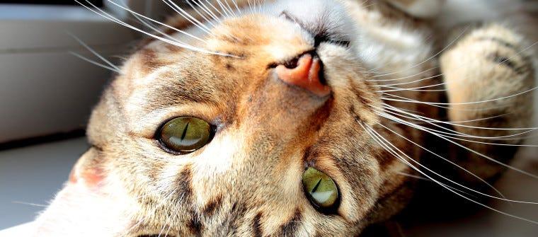 Keeping a Single Cat Content